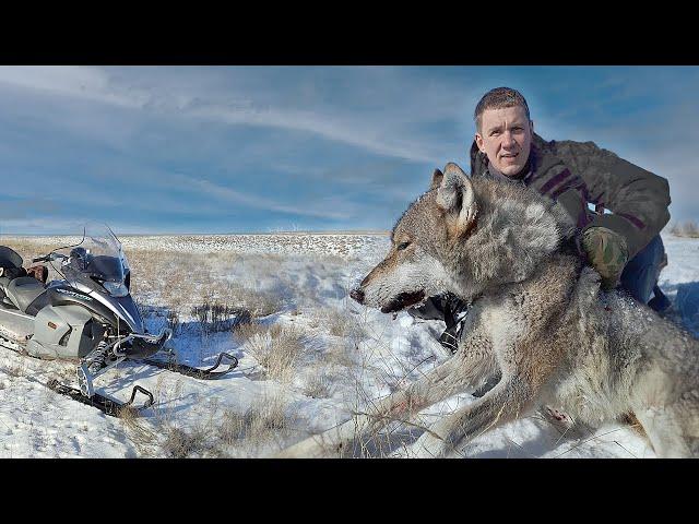 По следу МАТЕРОГО ВОЛКА.охота на волков!(часть 2)wolf hunting