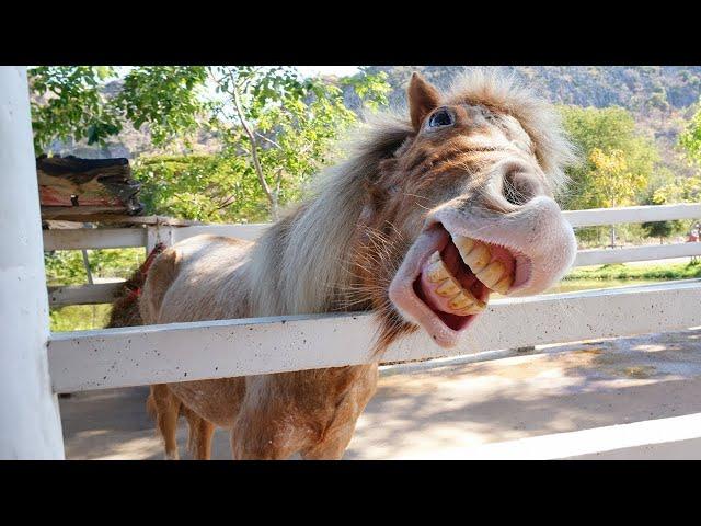 Funniest Animal Videos 2024  - Funny Cats And Dogs Videos 