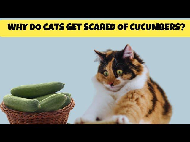 Why do Cats Get Scared of Cucumbers? | Cats Knowhow