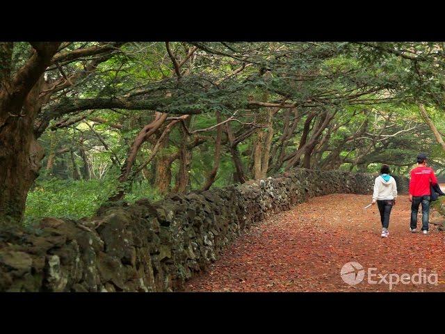 Bijarim Forest, Jeju Island Vacation Travel Guide | Expedia