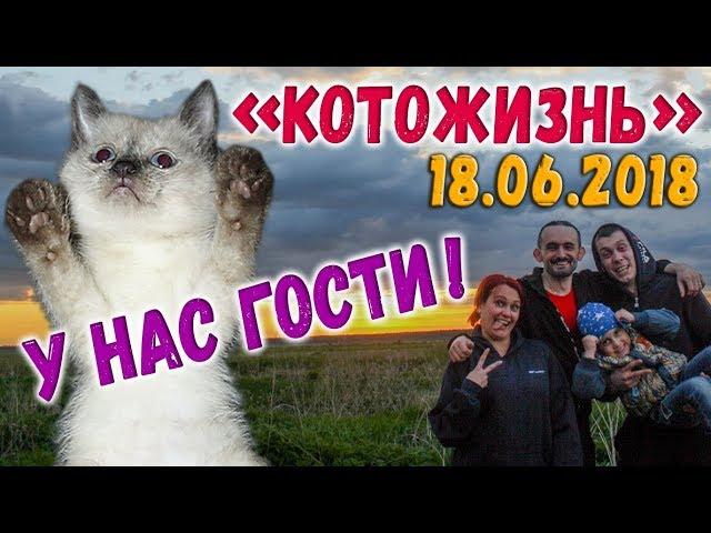 У НАС ГОСТИ!  КОТОЖИЗНЬ! 18.06.2018