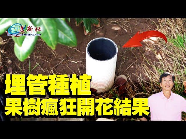 Bury a pipe under fruit tree, will grow like crazy