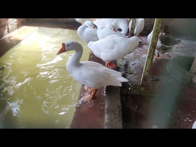 BIRD SHOWER  AND CLEANING / AMAZING VIDEO  / DAWOODI BOHRA