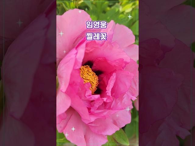 임영웅 #찔레꽃 #미스터트롯 #영웅시대 #트로트인기가요