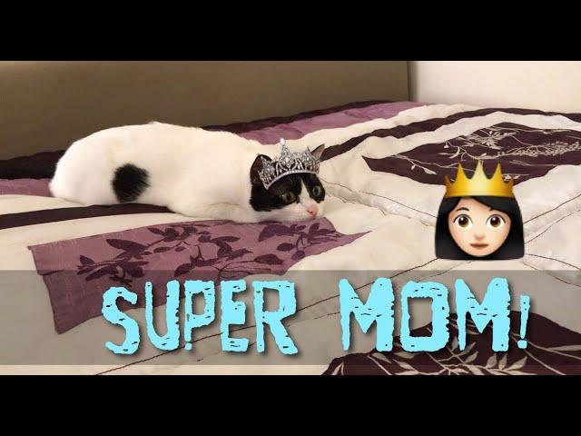 Cute Cat!.....Super Mom!.....Ready to attack!!!