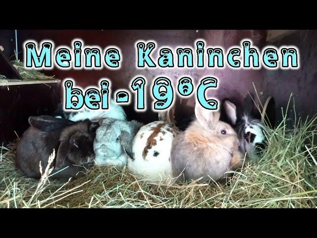 Meine Kaninchen bei (MINUS) -19°C