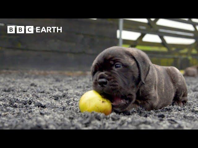 Baby Bull Mastiffs Begin To Explore | Wonderful World of Puppies | BBC Earth Kids