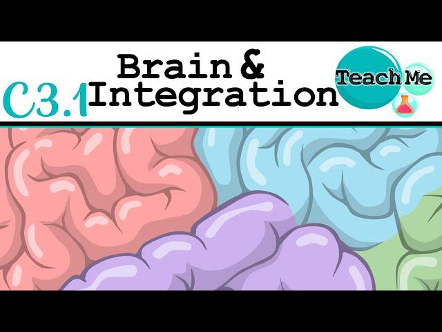 (C3.1) - Brain & Integration - IB Biology (SL/HL)