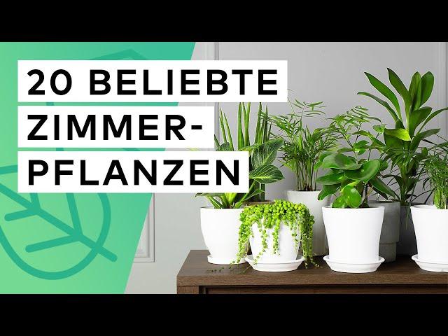 20 beliebte Zimmerpflanzen 🪴 Standort  Pflege  Substrat  Besonderheiten 