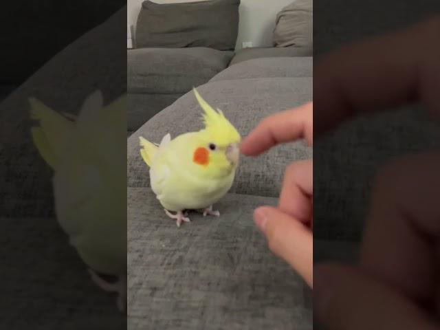 Cockatiel Walking Towards Scritches