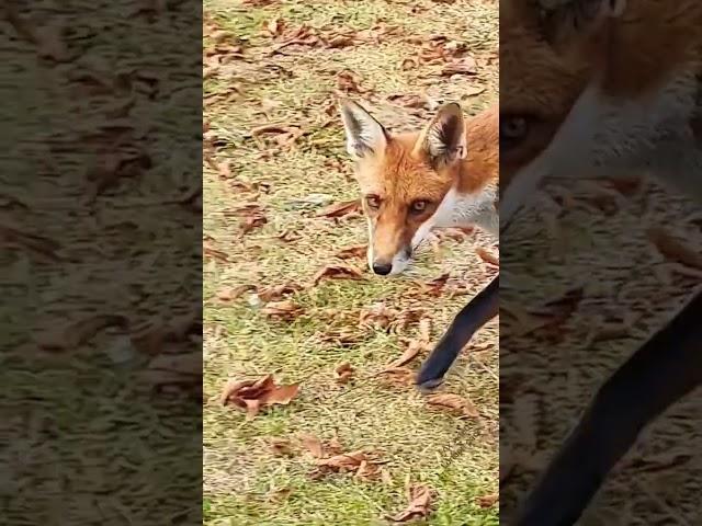 Spy fox is spying in London town park | I spy with my little eye | Animals video