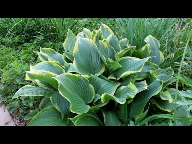 Хоста Желтая Река (Hosta Yellow River)