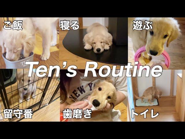 【大型犬仔犬のいる生活#1】ゴルパピのリアルな1日/生後2ヶ月