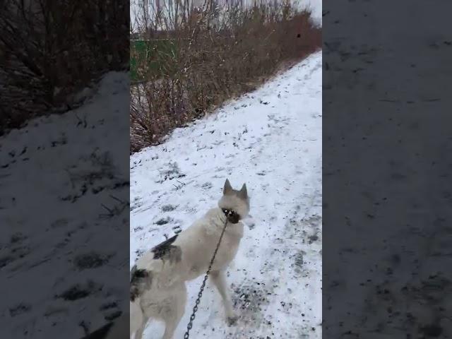 Углевоз опрокинулся в Новокузнецке