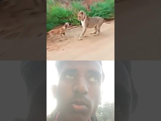 Lion vs dog and leport vs dog #lion #animals #cute #animalsrule #animalove #lionhead #animalfriendr