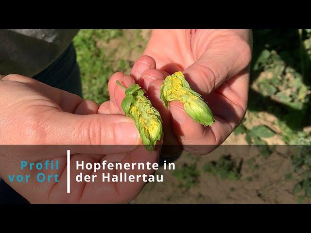 Hopfenernte in der Hallertau mit Gudrun Höfter