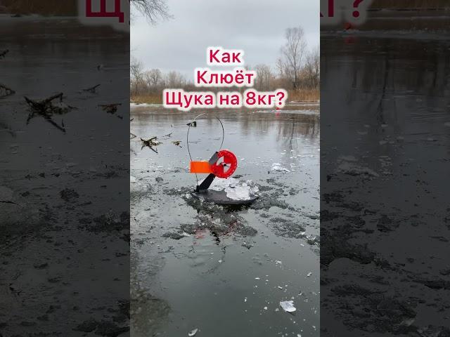Щука на 8кг?!? Жерлицы 2024-2025 #первыйлед #жерлицы #рыбалка #fishing