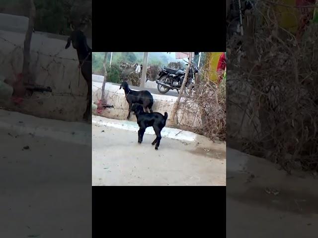 Funny video
