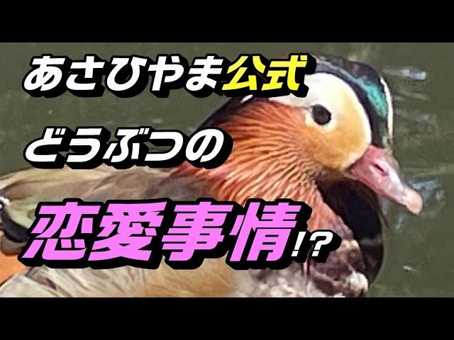 動物たちの恋の季節　～繁殖期の行動～