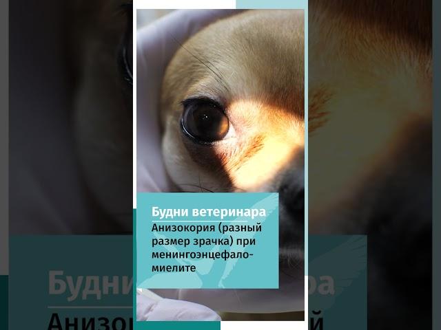 Менингоэнцефаломиелит у собаки