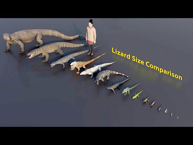 Big Lizard size comparison | 3D Animation #animation #animals