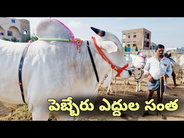 ongole cattles market in pebbair-indian cattle market videos-pebbair bulls market 2024-pebbair santa