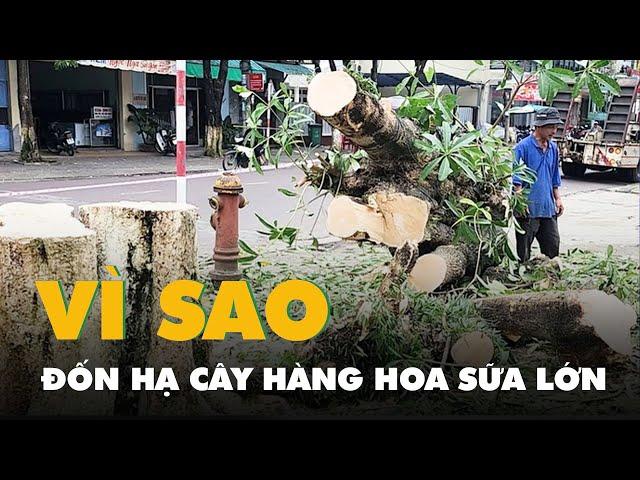 Vì sao đốn hạ hàng cây hoa sữa lớn ở trung tâm TP Quảng Ngãi?