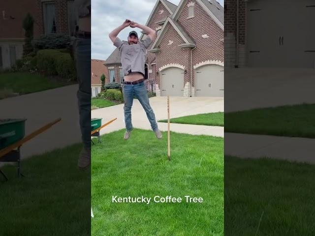 A Kentucky Coffee Tree Magically Appears in a Front Yard!