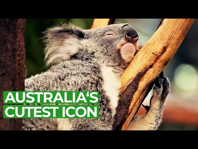 Koala Country - Tales from Down Under | Free Documentary Nature