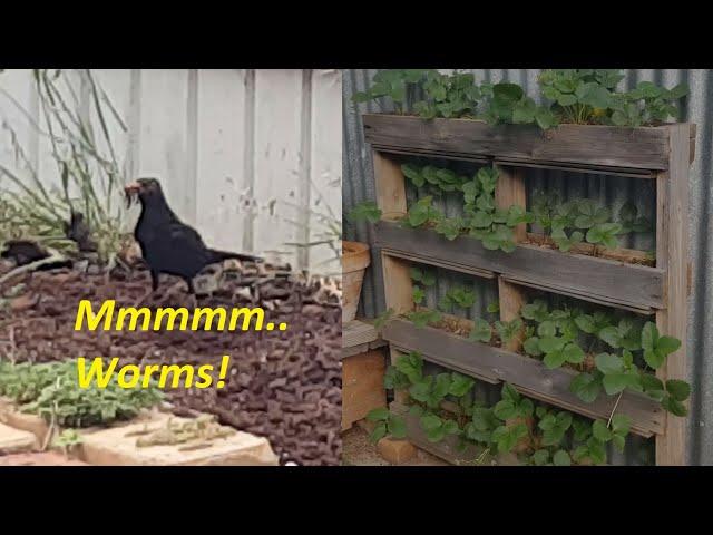 Great results from my coffee grounds mulching experiment & strawberry vertical pallet garden!