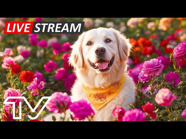 Best Video for Dogs with Anxiety: Dog TV & Fast-Boredom Busting Videos with Calming Music for Dogs#2