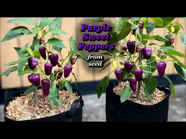 Growing Purple Sweet Peppers from Seed to Harvest - Step by Step in Containers or Grow Bags