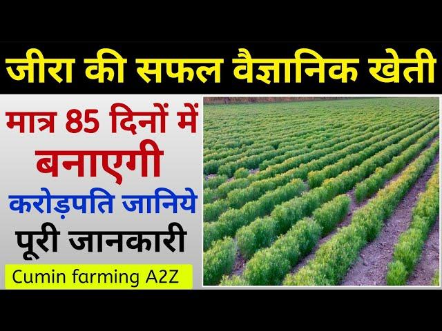 जीरा की खेती | Cumin farming | Jira ki kheti |जीरे की खेती कैसे करें| Cumin, farm, Jire ki kheti