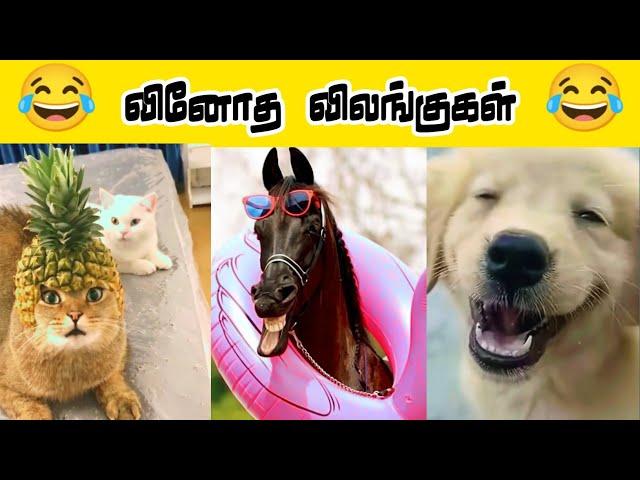 யோவ்.. கேமராமேன் ஏதோ வந்துச்சி தான??#viral #trending #comedy #funnyanimalvideos