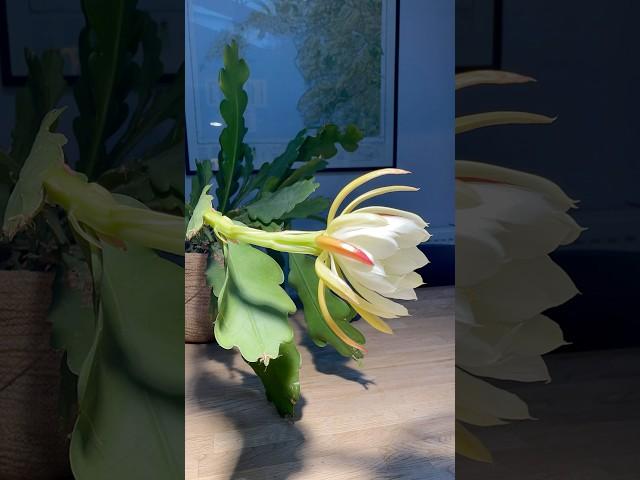 Unbelievable cactus flower opens at night #cactus #flower #plants