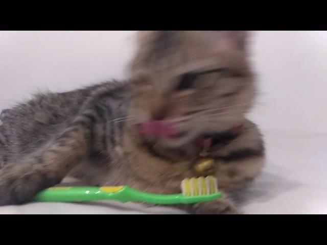 Our cat brushing her teeth