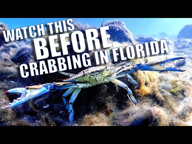 BEFORE YOU GO CRABBING IN FLORIDA...WATCH THIS! Florida Blue Crab Regulations that may SURPRISE YOU!