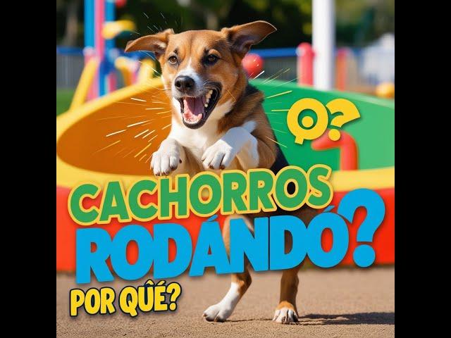 Porque o cachorro late e gira?