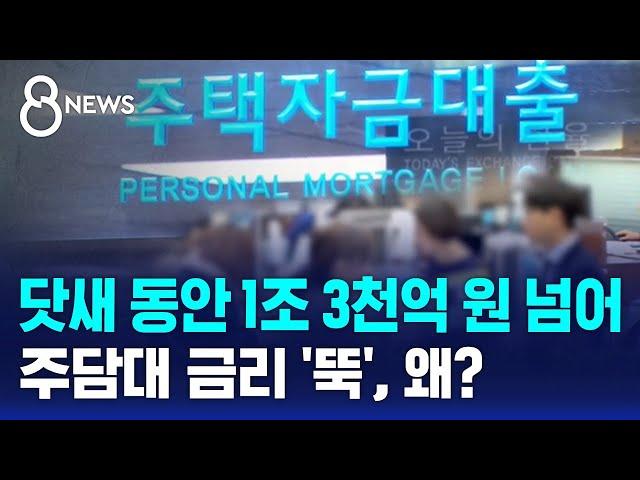 닷새 동안 1조 3천억 원 넘어…주담대 금리 '뚝↓', 왜? / SBS 8뉴스