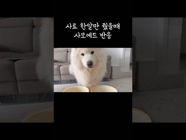 강아지에게 사료 한알만 줬을때 생기는 일‍️#강아지일상 #사모예드 #사료먹방 #강아지먹방