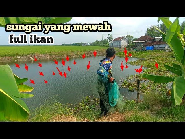 sampai bingung dimana mana terlalu banyak ikan || ikhtiar mancing im