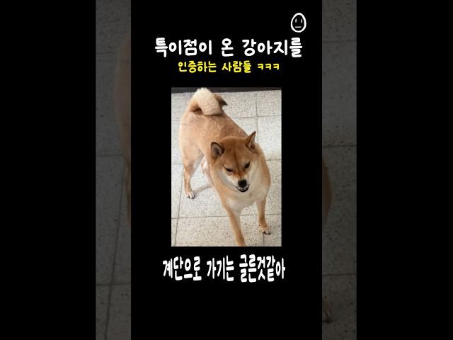 특이점이 온 강아지를 인증하는 사람들ㅋㅋ