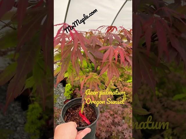 Add a beautiful ‘Oregon Sunset’ to your garden! #japanesemaple #mrmapleshow Sub @MrMapleShow