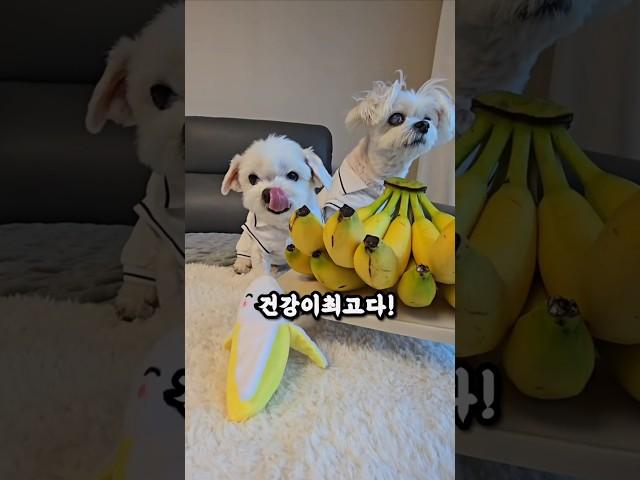 바나나 그냥 먹으면 클나요!!  #건강정보 #하루또이틀 #건강이최고다 #건강상식 #바나나 #cute #funny #dogshorts