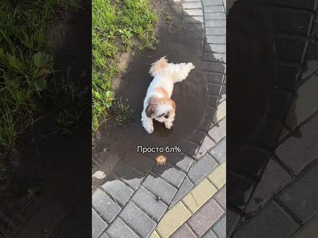 Жизнь с собакой