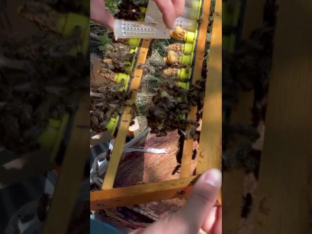 Одеваем бигуди на маточники #3 #пасека #пчеловодство #bee #пчёлы