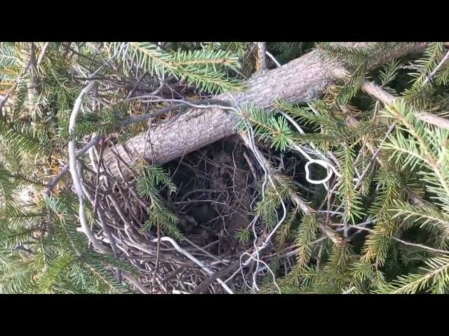 Необычное гнездо птицы. Калужская обл.