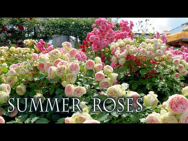 Summer Roses of Keisei Rose Garden 2022. #京成バラ園   #4k  #rose