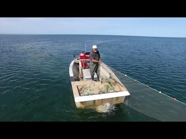 The Fish Factory - Commercial Net Fishing