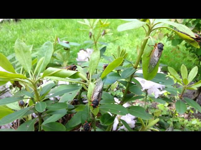 Cicada-Covered Rhododendron - Brood II Cicadas in NJ - HD